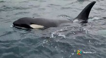 tn7- Avistamientos de ballenas orcas en playa Sámara-280622