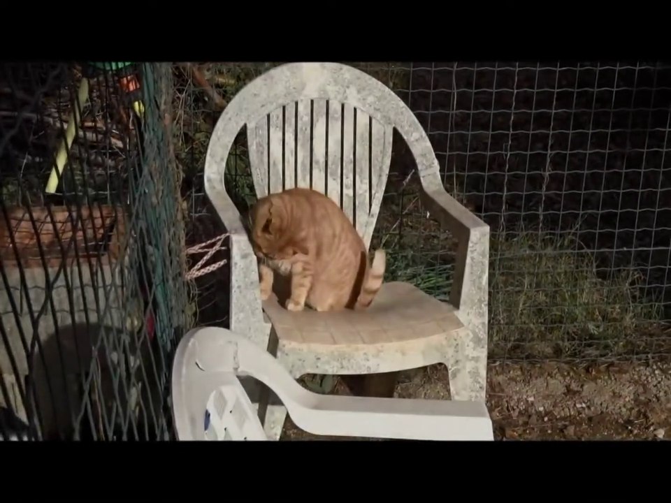 ROUQUETTE EST A ADOPTER REFUGE DE LA DESTROUSSE