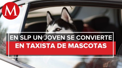 Tras perder su empleo, se convierte en taxista de mascotas