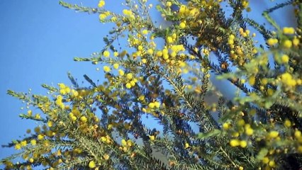 Qld cattle farmers remain hopeful despite failed wet season