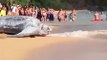 La tortuga marina más grande del mundo! Tortuga marina gigante laúd