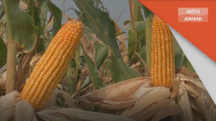 Isu Makanan | Usaha memperkasa sekuriti bekalan makanan segera