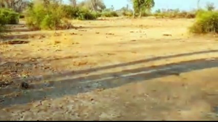 The lion is Afraid his power Will be taken