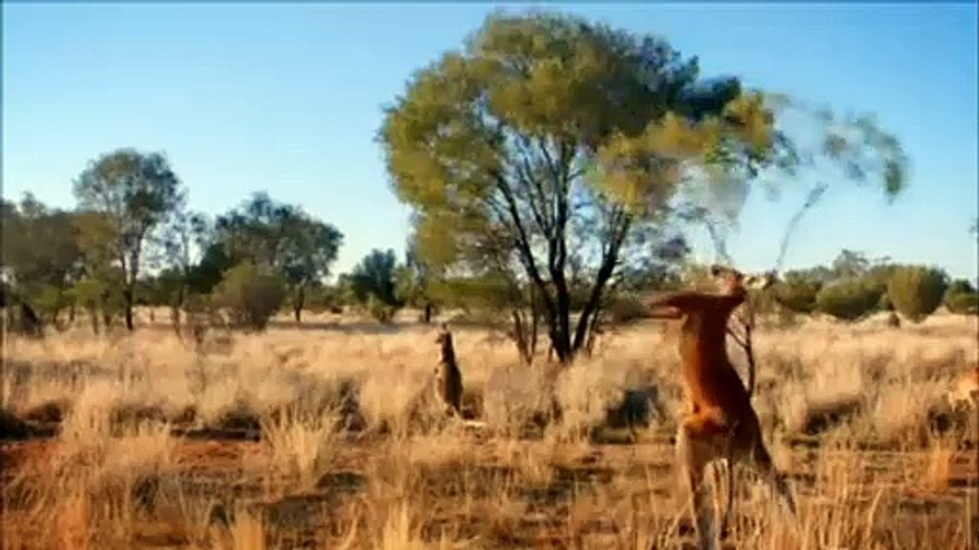 The red kangaroos mating