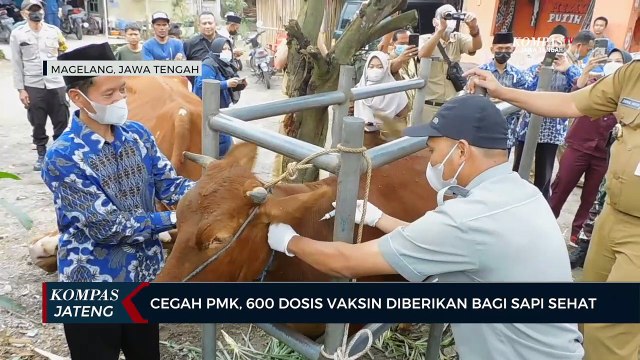 Cegah PMK, 600 Dosis Vaksin Diberikan Bagi Sapi Sehat