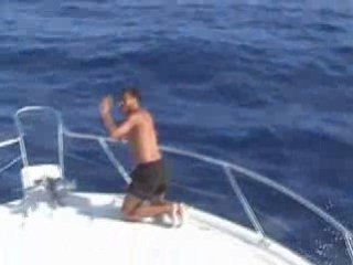 Dauphins La Réunion