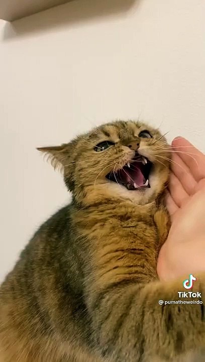 FUNNY VIDEO tik tok  new _  funniest videos with cats _ funny cats tiktok videos
