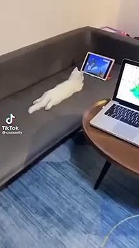 FUNNY VIDEO tik tok 2022 new _ funniest videos with cats _ funny cats tiktok videos