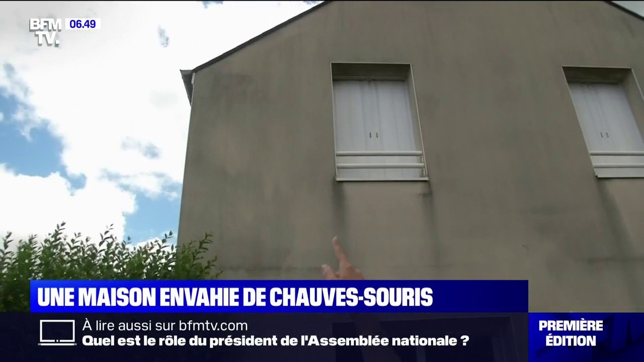 Une famille contrainte de cohabiter avec des centaines de chauves-souris en Loire-Atlantique