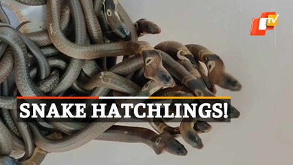 Watch | 19 Common Krait Snake Hatchlings Found