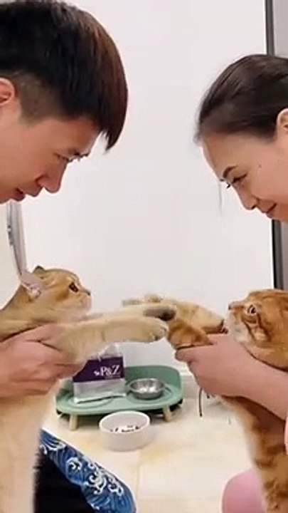 Funny Happy Cats Cute Cats are Dancing Togerther _ Funny Animals Videos