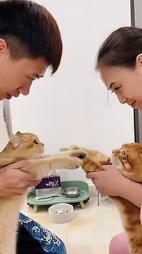 Funny Happy Cats Cute Cats are Dancing Togerther _ Funny Animals Videos