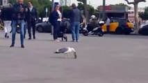 Una gaviota se come una rata en Barcelona