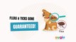 Flea And Tick Tag _ Flea Tag For Dogs And Cats _ Flea And Tick Tags For Dogs _ Cat _ Augie