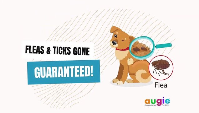 Flea And Tick Tag _ Flea Tag For Dogs And Cats _ Flea And Tick Tags For Dogs _ Cat _ Augie