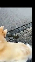 Hahaha Funny Moment My Cute Funny Dog is Smashed From This Tower Funny Dog Videos