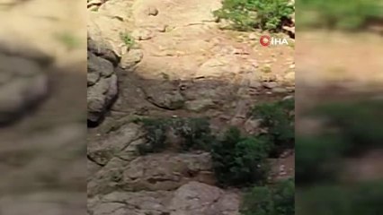 Hakkari dağları yaban hayvanlarıyla renklendi