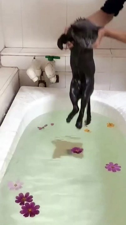 This Cute Cat Peacefully Swimming in The Tub  cats cat funnycatsvideos