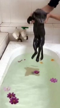 This Cute Cat Peacefully Swimming in The Tub cats cat funnycatsvideos