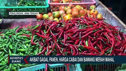 Akibat Gagal Panen, Harga Cabai Naik Hingga Rp 100.000 per Kilogramnya!