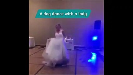 A dog dance with a lady! Amazing movement!!