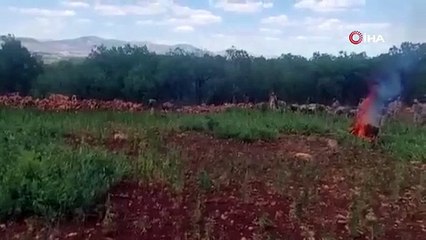 PKK'nın Diyarbakır'daki uyuşturucu tarlaları ele geçirildi