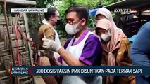 300 Dosis Vaksin PMK Disuntikkan Pada Ternak Sapi