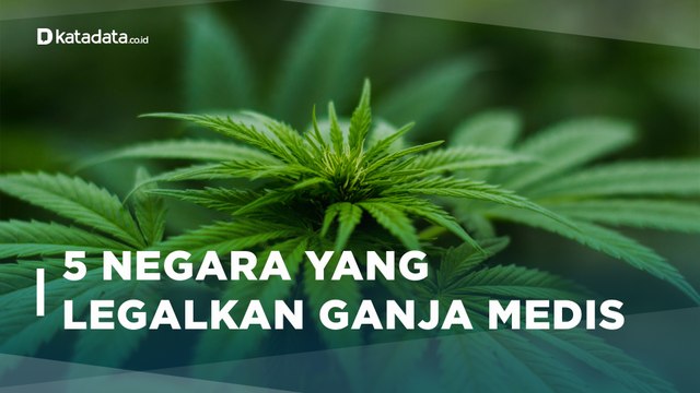 5 Negara Yang Legalkan Ganja Untuk Kebutuhan Medis | Katadata Indonesia