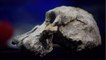 Histoire : quelles étaient les caractéristiques des australopithèques ?