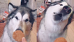 'Woman challenges dog to say 'Oh Wow' in order to get her favorite food *SHE SLEW IT!*'