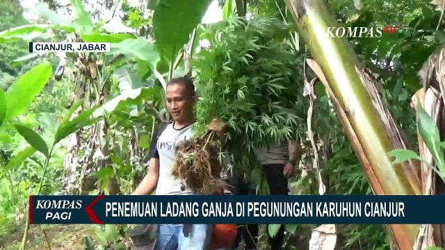 Kronologi Penemuan Ladang Ganja Seluas 10 Hektar di Pegunungan Karuhun