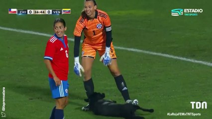 Un chien fait irruption pendant un match pour avoir... des câlins !