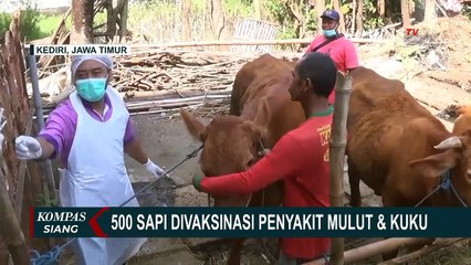 Cegah Sebaran PMK, 500 Sapi di Kediri Diberi Vaksin