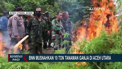 BNN Bakar 10 Ton Tanaman Ganja di Aceh Utara