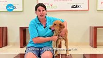 Inside one of Dubai's oldest dog shelters: K9 Friends