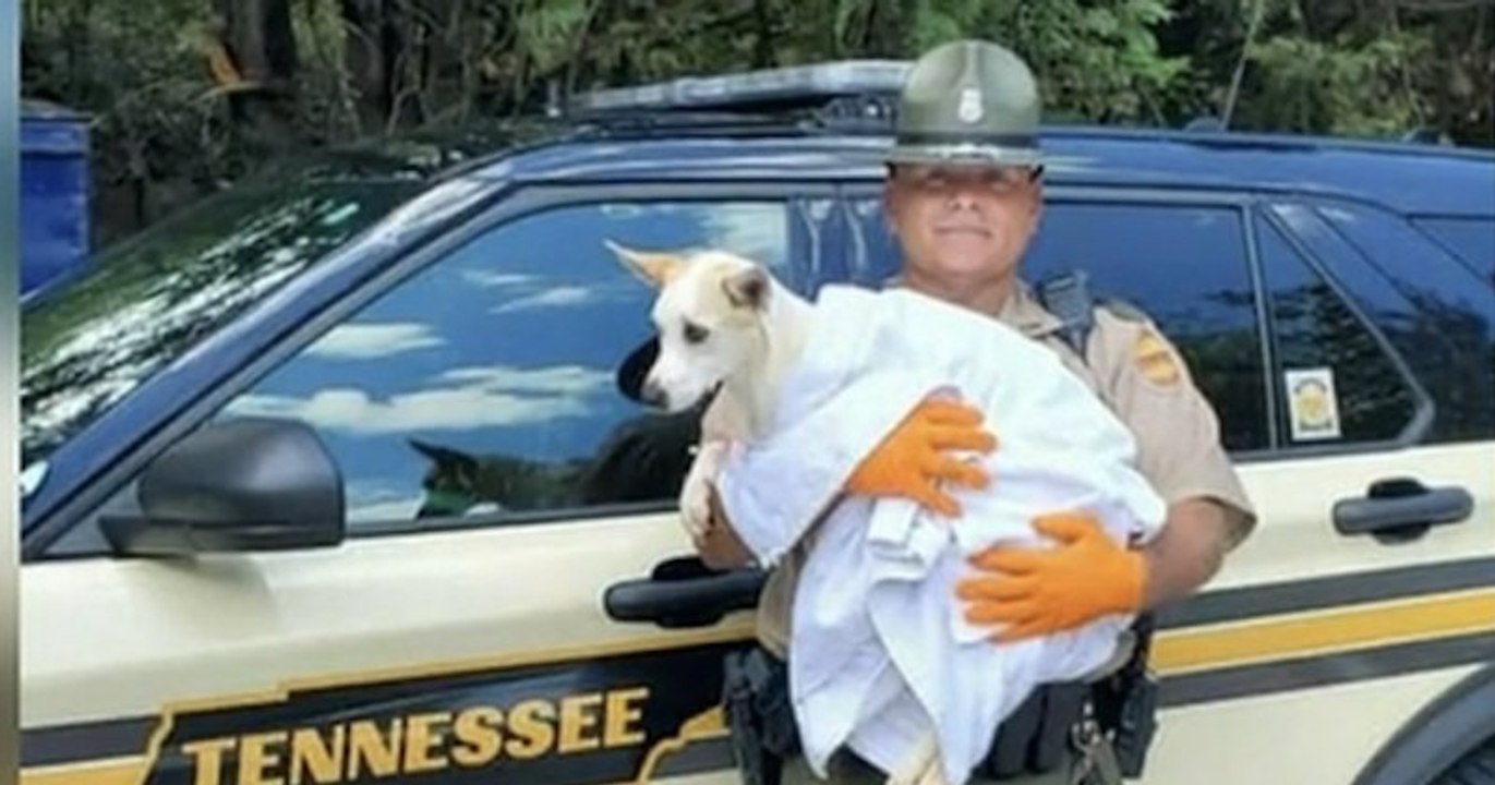 États-Unis : un policier sauve une chienne abandonnée sous la chaleur et l'adopte