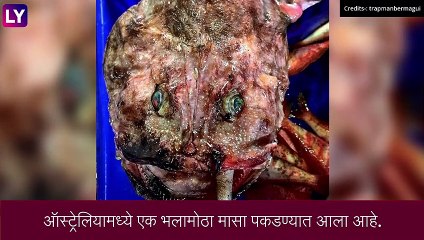 Australia मध्ये आढळला अत्यंत ‘कुरूप मासा’,पाहून वाटेल भीती, फोटो व्हायरल