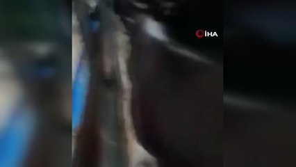 Son dakika: Sele kapılan 7 kurbanlık hayvan için seferber oldular