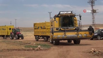 Mardin'de çölyak hastaları için karabuğdayın ilk hasadı yapıldı
