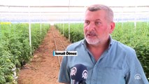 Konya'da topraksız tarımla teknolojiyi buluşturan çiftçi verimi de katlıyor