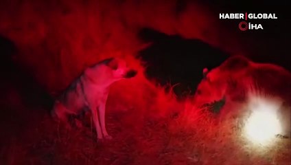 Boz ayıların köpekğin kavgası kameralara yansıdı