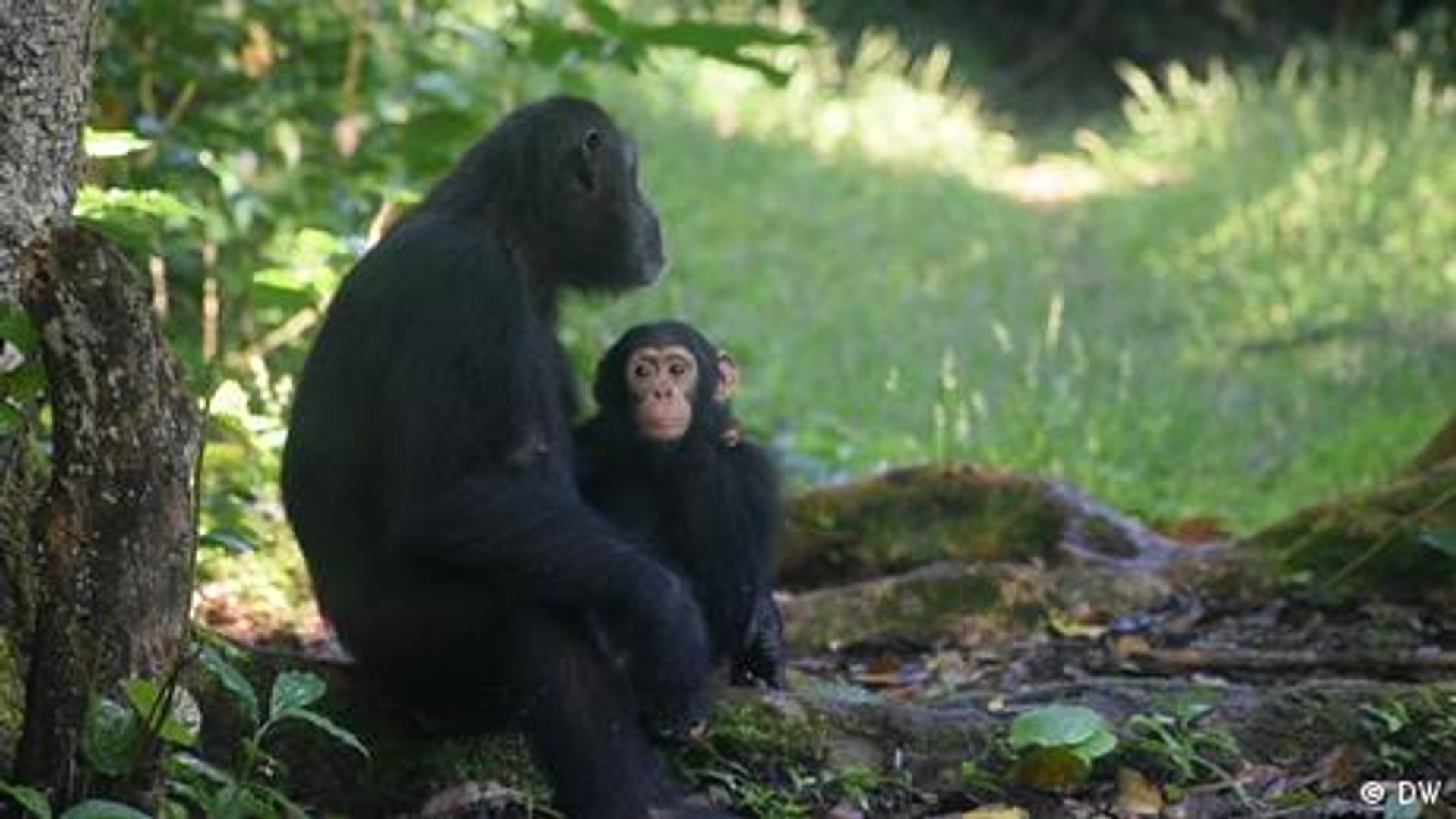 ⁣Tanzania: Endangered chimpanzees versus humans