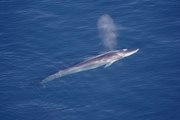 La chasse à la baleine reprend en Islande