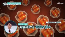 내장지방 세포 크기 감소시키는 「락토페린」의 효능 TV CHOSUN 20220629 방송