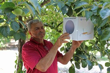 Antalya Büyükşehir'in Üreticilere Faydalı Böcek Desteği Sürüyor