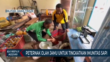 Peternak Berinovoasi Dengan Jamu Herbal Untuk Tingkatkan Imunitas Sapi