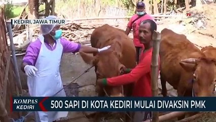 Ratusan Ekor Sapi di Kota Kediri Mulai Divaksin PMK