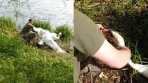 Anglers Rescue Swan in Leicestershire, England