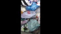 Yavru kedileri poşete koyup çöpe attılar