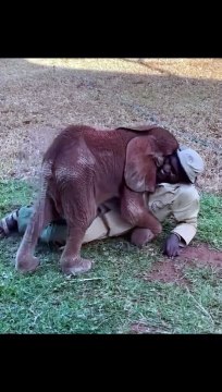 காப்பாளரை கட்டி அணைத்துக் கொண்ட யானைக் குட்டி -வீடியோ